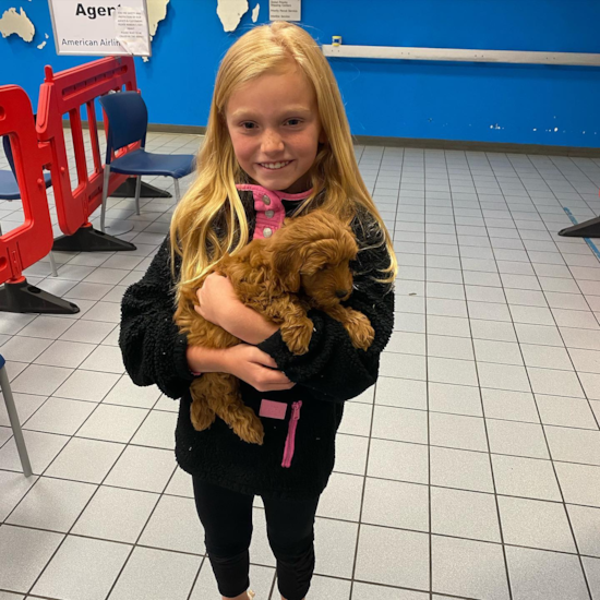 Happy Mini Goldendoodle Pup in Argyle TX