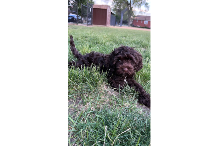 Meet Woody - our Cockapoo Puppy Photo 1/3 - Premier Pups