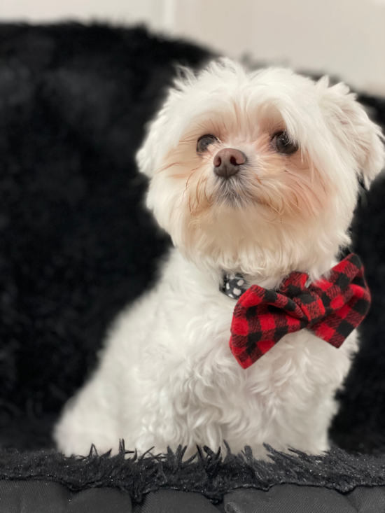 Maltese