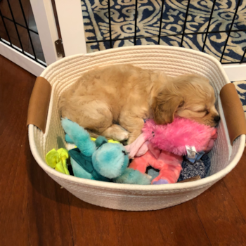 Gracie, a Cavachon puppy from Indianapolis IN Gracie, a Cavachon puppy from Indianapolis IN