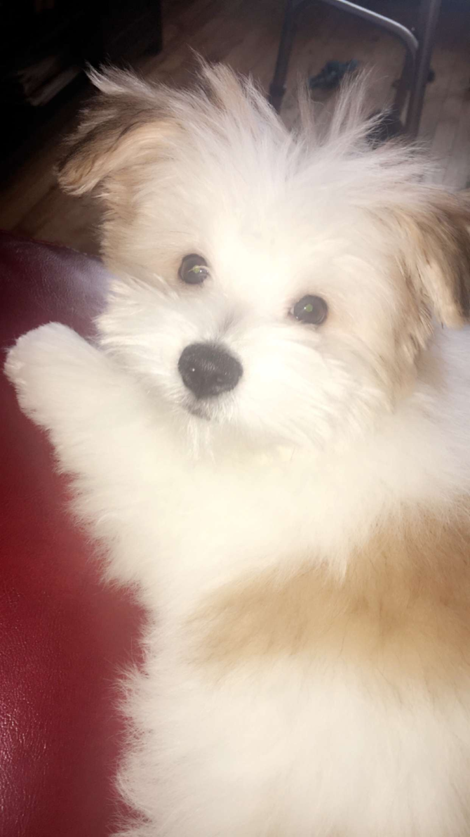 Ray - Maltipom Puppy For Sale Premier Pups Ray - Maltipom Puppy For Sale Premier Pups