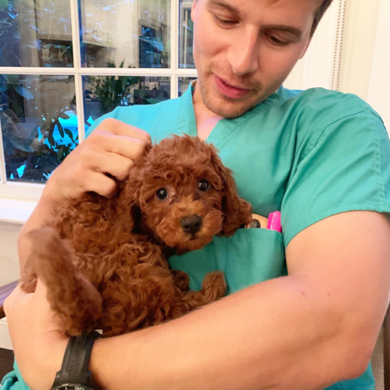 Cute Cavapoo Pup in Morgantown WV