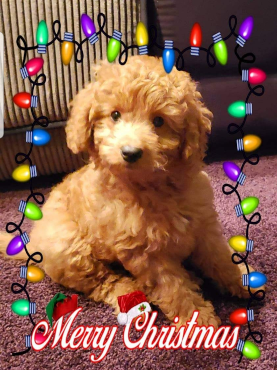 Cute Mini Goldendoodle Pup in LIVERPOOL NY