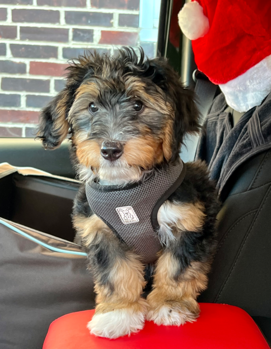 Energetic Bernadoodle Poodle Mix Pup