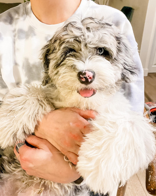 Hypoallergenic Sheep Dog Poodle Mix Pup