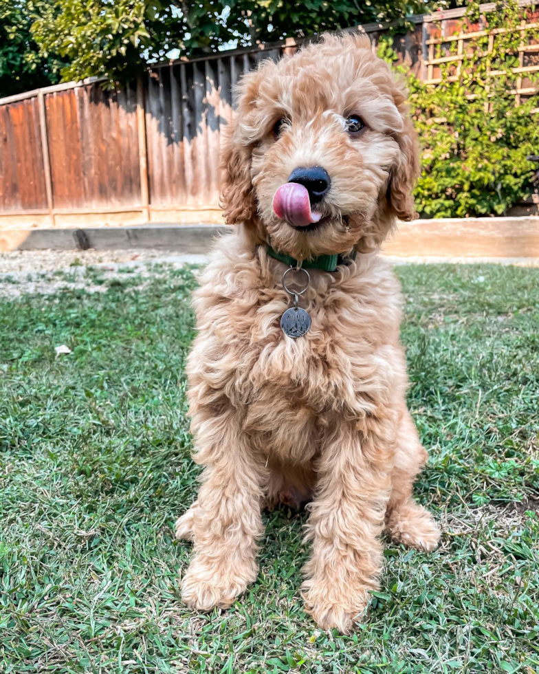 San Jose Mini Goldendoodle Pup