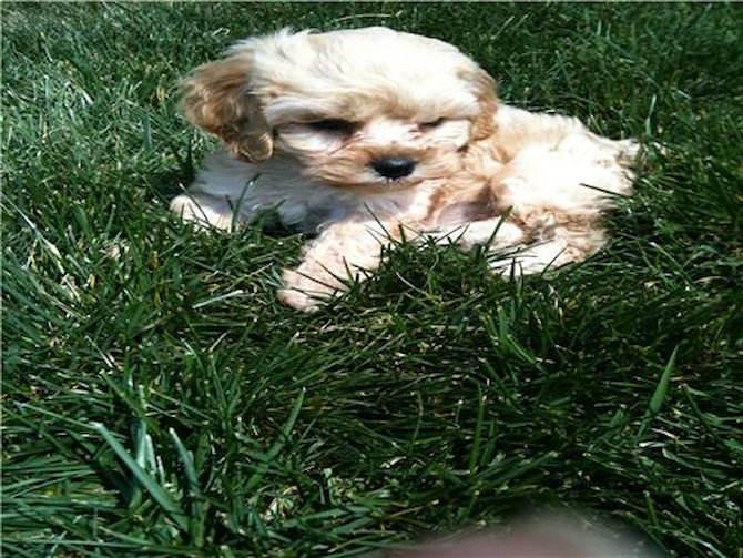 Tinkerbell - Cavapoo Puppy For Sale Premier Pups Tinkerbell - Cavapoo Puppy For Sale Premier Pups