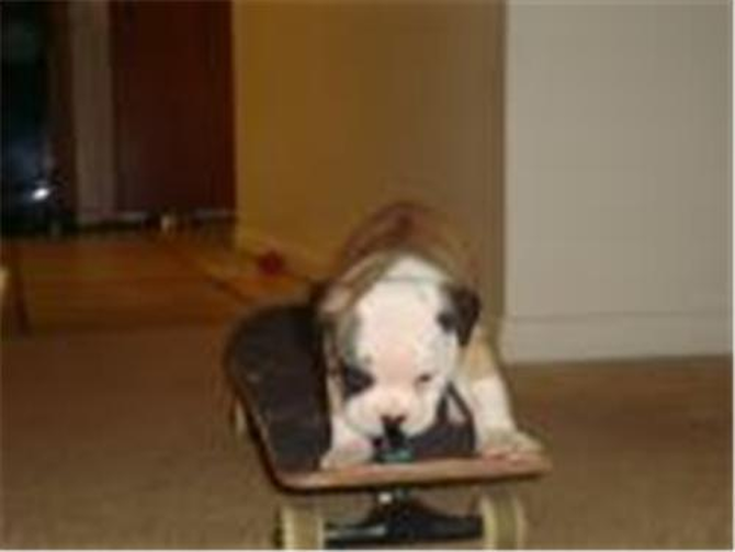 Roxy (f.k.a MiMi) - English Bulldog Puppy For Sale Premier Pups Roxy (f.k.a MiMi) - English Bulldog Puppy For Sale Premier Pups