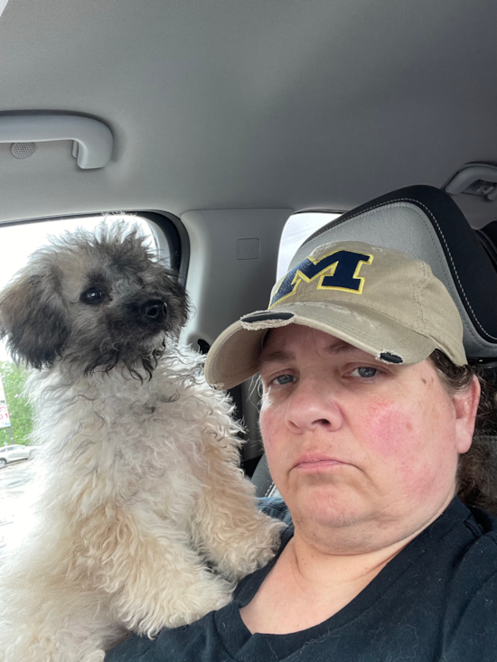 Smart Poochon Poodle Mix Pup