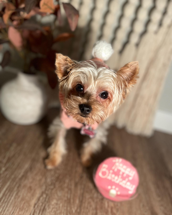 Yorkshire Terrier