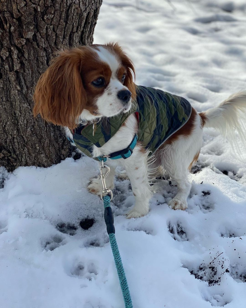 Adorable Cavalier King Charles Spaniel Pup in Franklin TN