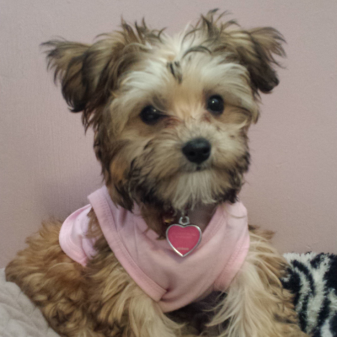 Mischa (aka Teacup Tara) - Morkie Puppy For Sale Premier Pups Mischa (aka Teacup Tara) - Morkie Puppy For Sale Premier Pups
