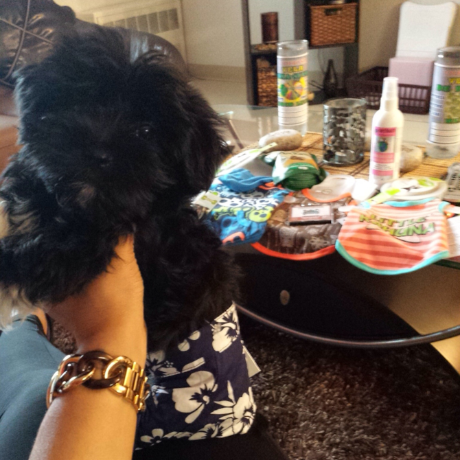 Prince Coty - Morkie Puppy For Sale Premier Pups Prince Coty - Morkie Puppy For Sale Premier Pups