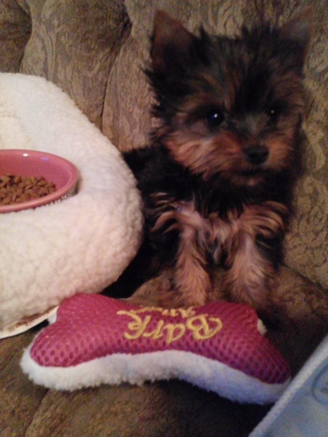 Gia Dior A.K.A Tinkerbell - Yorkshire Terrier Puppy For Sale Premier Pups Gia Dior A.K.A Tinkerbell - Yorkshire Terrier Puppy For Sale Premier Pups