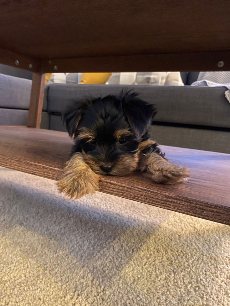 Fluffy Yorkshire Terrier Pup in San Jose CA