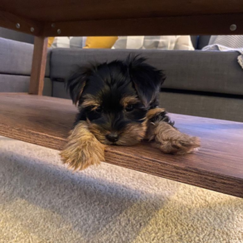 Monkey (Izzie), a Yorkshire Terrier puppy from San Jose ,CA. Monkey (Izzie), a Yorkshire Terrier puppy from San Jose ,CA.