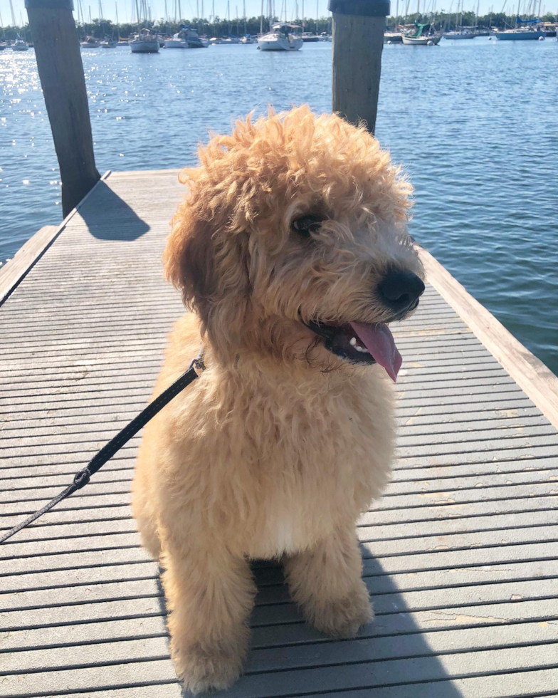 Small Mini Goldendoodle Pup in Coral Gables FL