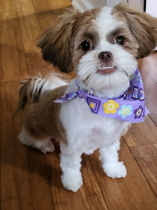 Playful Havanese Designer Pup