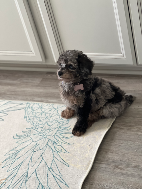Mini Aussiedoodle