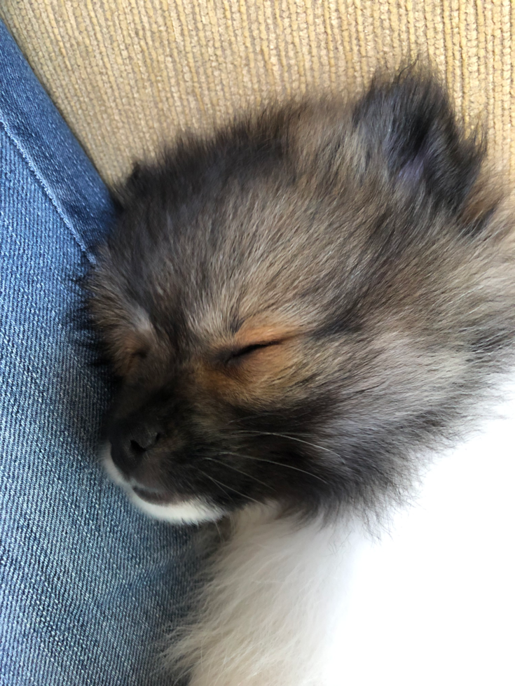 Little Pomeranian Pup