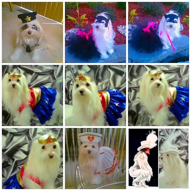 Madison - Maltese Puppy For Sale Premier Pups Madison - Maltese Puppy For Sale Premier Pups