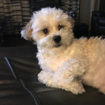 Toby Tucket Shaw, a Bichon Frise puppy from Cleveland, Ih 