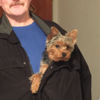 Joey Beck the second ( formerly Capone), a Yorkshire Terrier puppy from CO Joey Beck the second ( formerly Capone), a Yorkshire Terrier puppy from CO