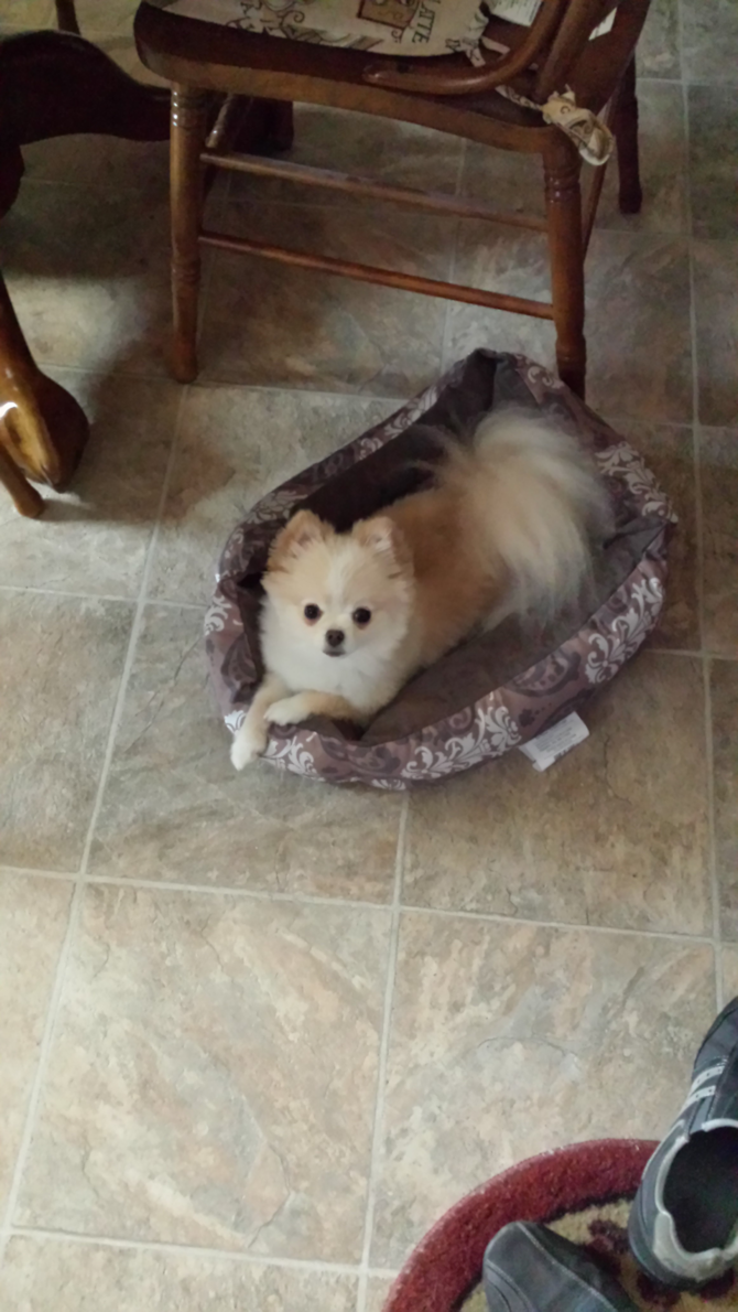 Promise - Pomeranian Puppy For Sale Premier Pups Promise - Pomeranian Puppy For Sale Premier Pups