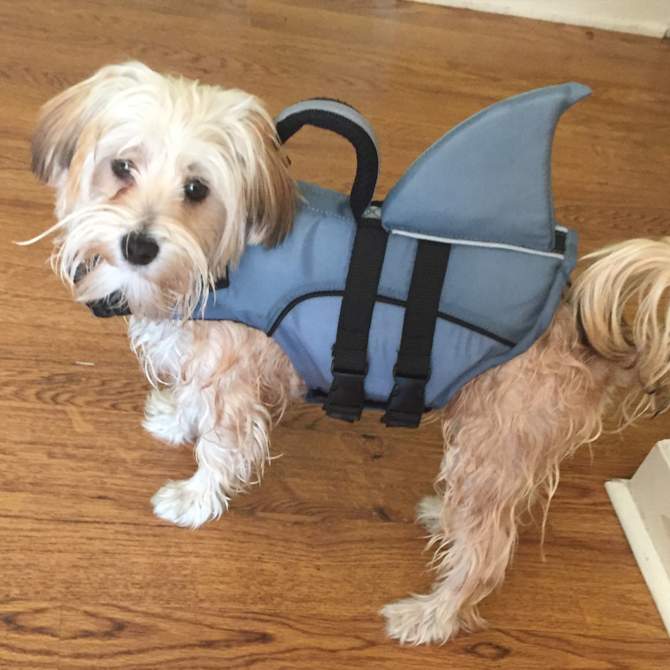 Navi - Morkie Puppy For Sale Premier Pups Navi - Morkie Puppy For Sale Premier Pups