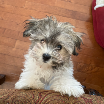 SIESTA, a Havachon puppy from Flint MI