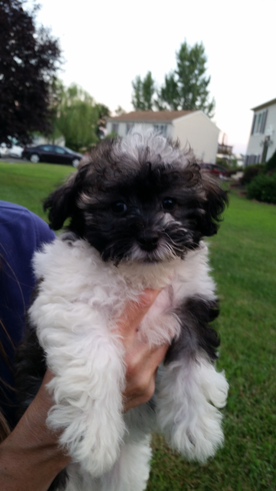 Havanese Being Cute