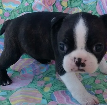 Rubby, a Boston Terrier puppy from Houston, TX 
