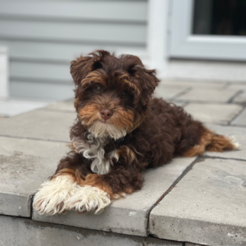 Friendly Mini Aussiedoodle Pup in