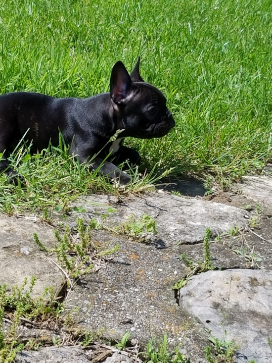 Cute Frenchie Purebred Pup