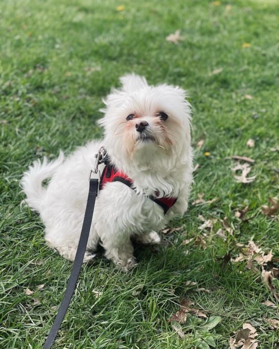 Maltese