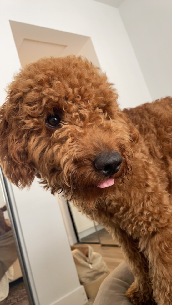 Mini Goldendoodle