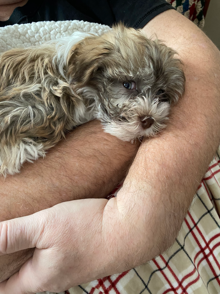 Fluffy Havanese Pup in Kinzers PA