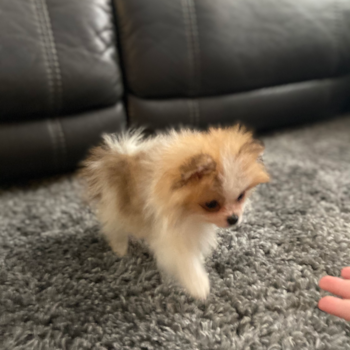 Tucker formerly known as Franco, a Pomeranian puppy from Brooklyn, NY Tucker formerly known as Franco, a Pomeranian puppy from Brooklyn, NY