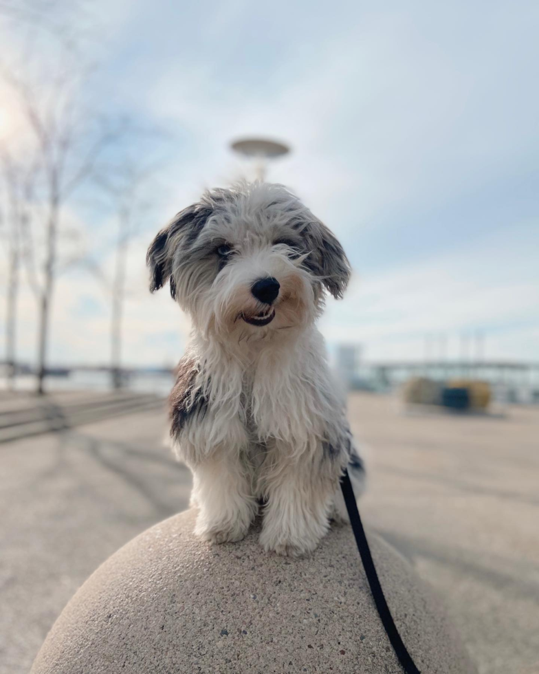 Happy Aussiechon Pup in Brooklyn NY
