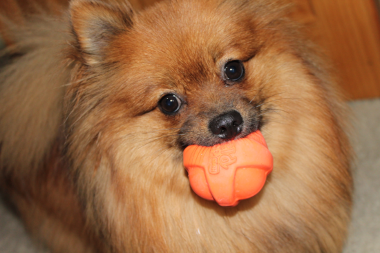 Pomeranian