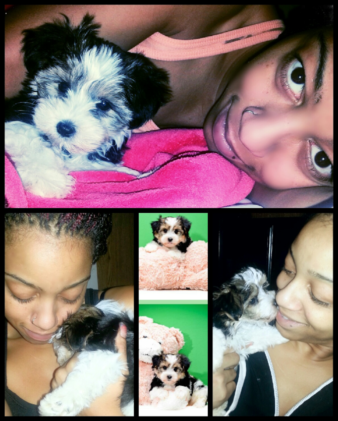 Minyon (previous Lebron) - Parti Morkie Puppy For Sale Premier Pups Minyon (previous Lebron) - Parti Morkie Puppy For Sale Premier Pups