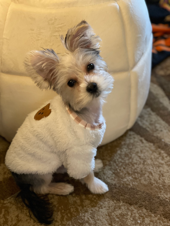 Morkie