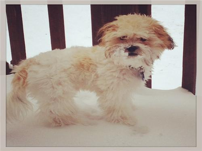 Gus - Teddy Bear Puppy For Sale Premier Pups Gus - Teddy Bear Puppy For Sale Premier Pups