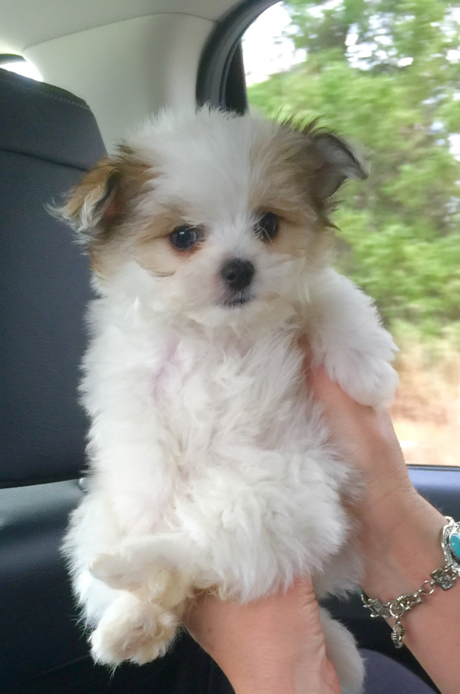 LuLu - Maltipom Puppy For Sale Premier Pups LuLu - Maltipom Puppy For Sale Premier Pups