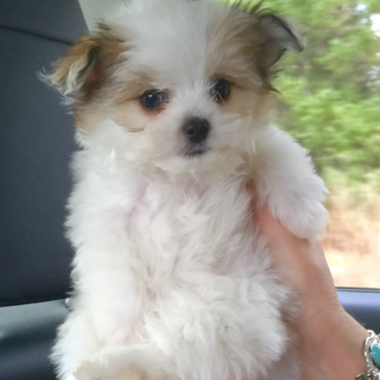 ROSETTA, a Maltipom puppy from Painesville OH