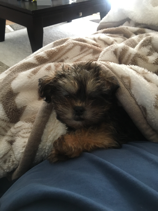 North Ridgeville Shorkie Pup