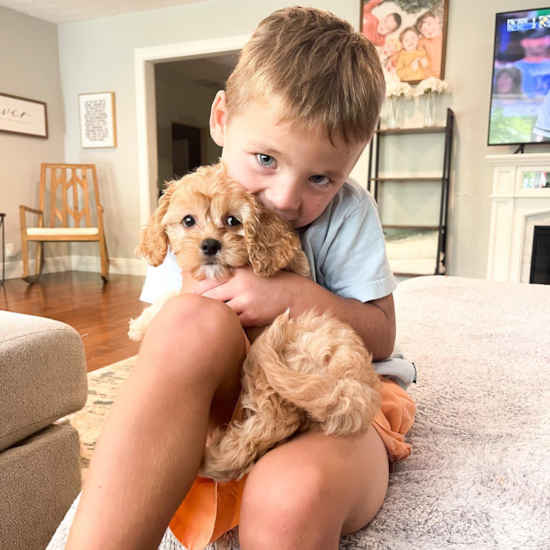 Cavapoo Being Cute