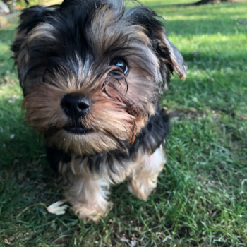 Reese’s, a Yorkie Poo puppy from Seymour, Indiana Reese’s, a Yorkie Poo puppy from Seymour, Indiana