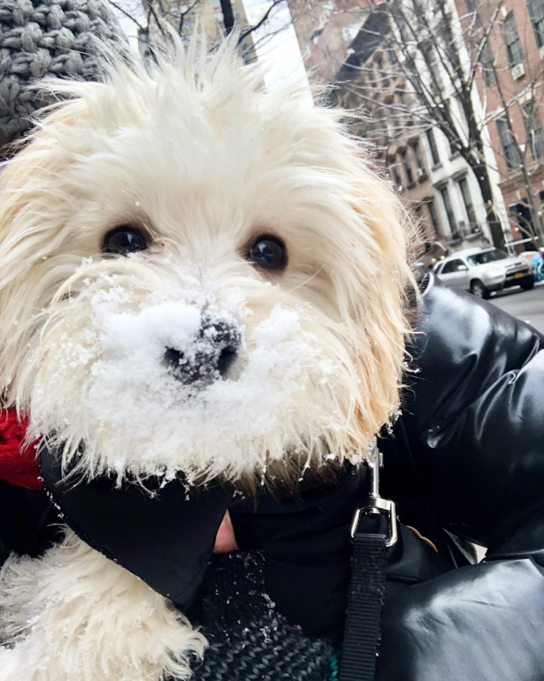 Sweet Maltipoo Pup in New York NY