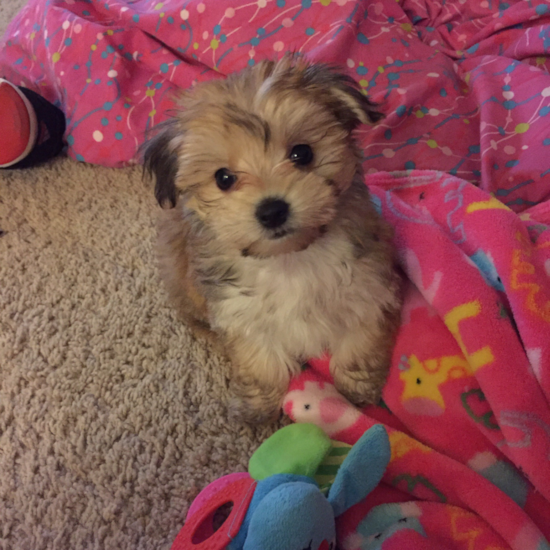 Issaquah Morkie Pup